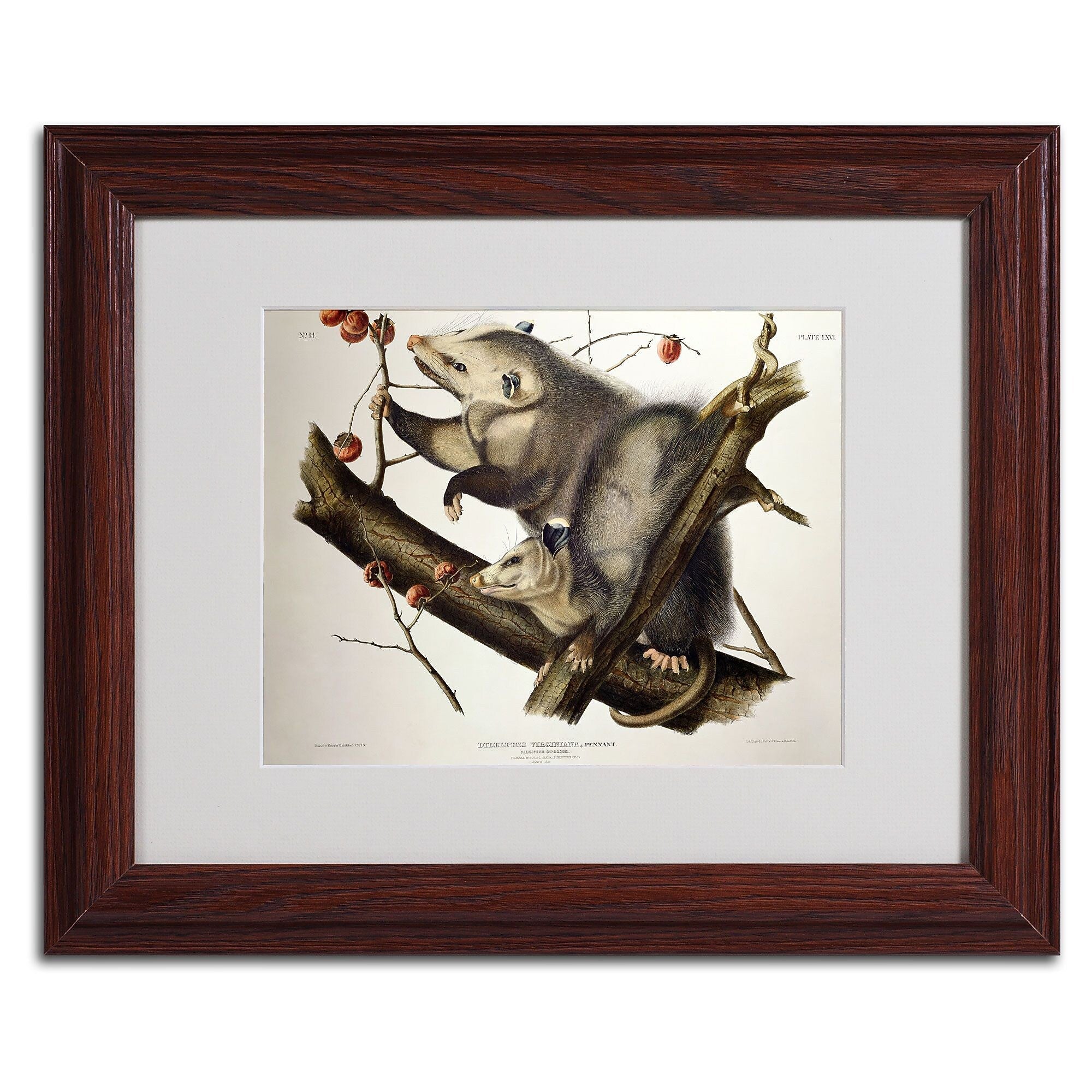 Trademark Fine Art 'Virginian Opossum' 11" x 14" Wood Frame Art