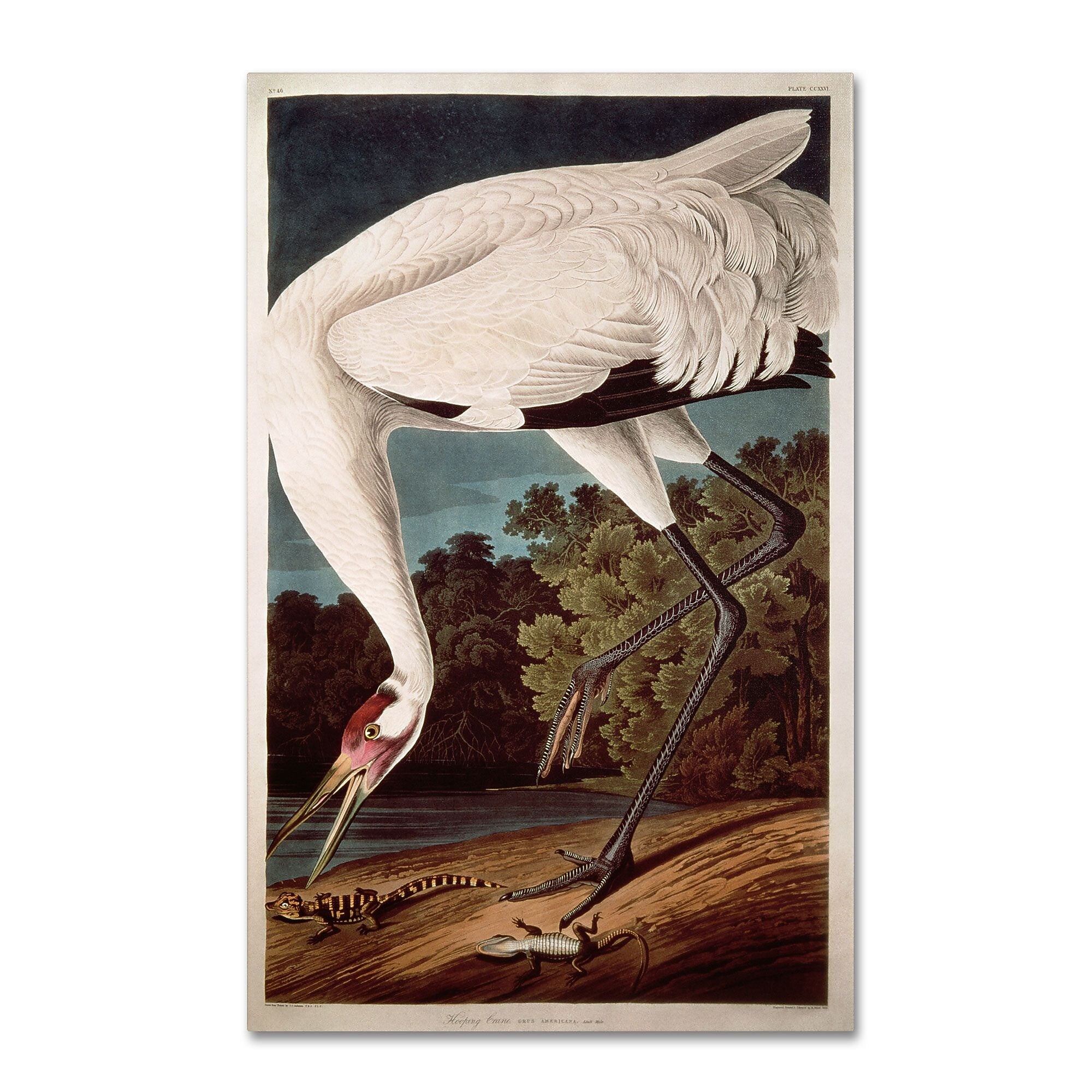 Trademark Fine Art 'Whooping Crane' 16" x 24" Canvas Art