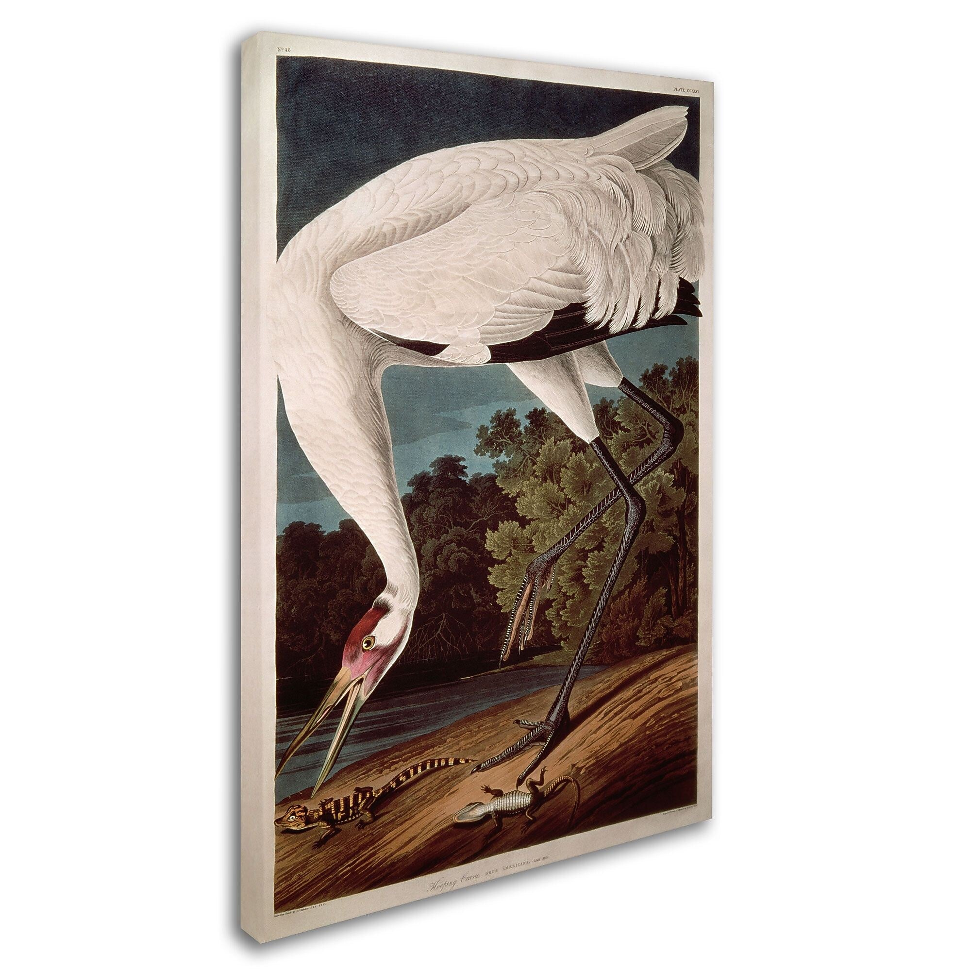 Trademark Fine Art 'Whooping Crane' 16" x 24" Canvas Art