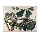 Trademark Fine Art 'Yellow-Billed Cuckoo' 26" x 32" Canvas Art