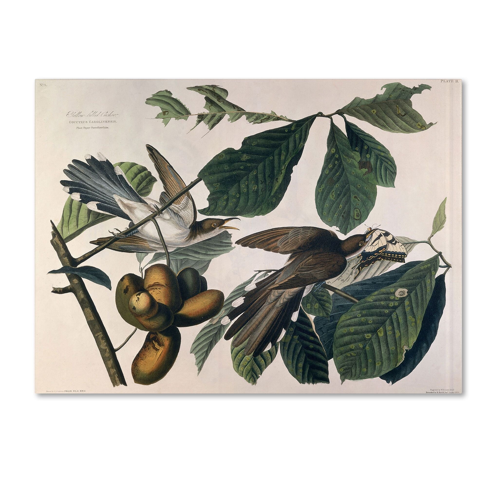 Trademark Fine Art 'Yellow-Billed Cuckoo' 26" x 32" Canvas Art