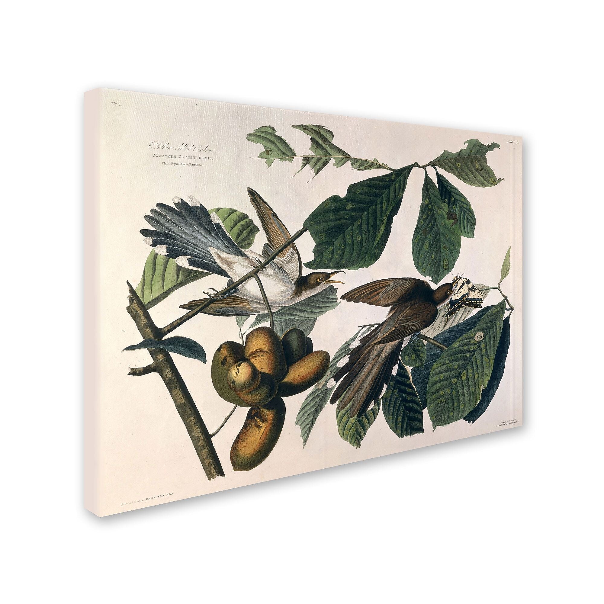 Trademark Fine Art 'Yellow-Billed Cuckoo' 26" x 32" Canvas Art