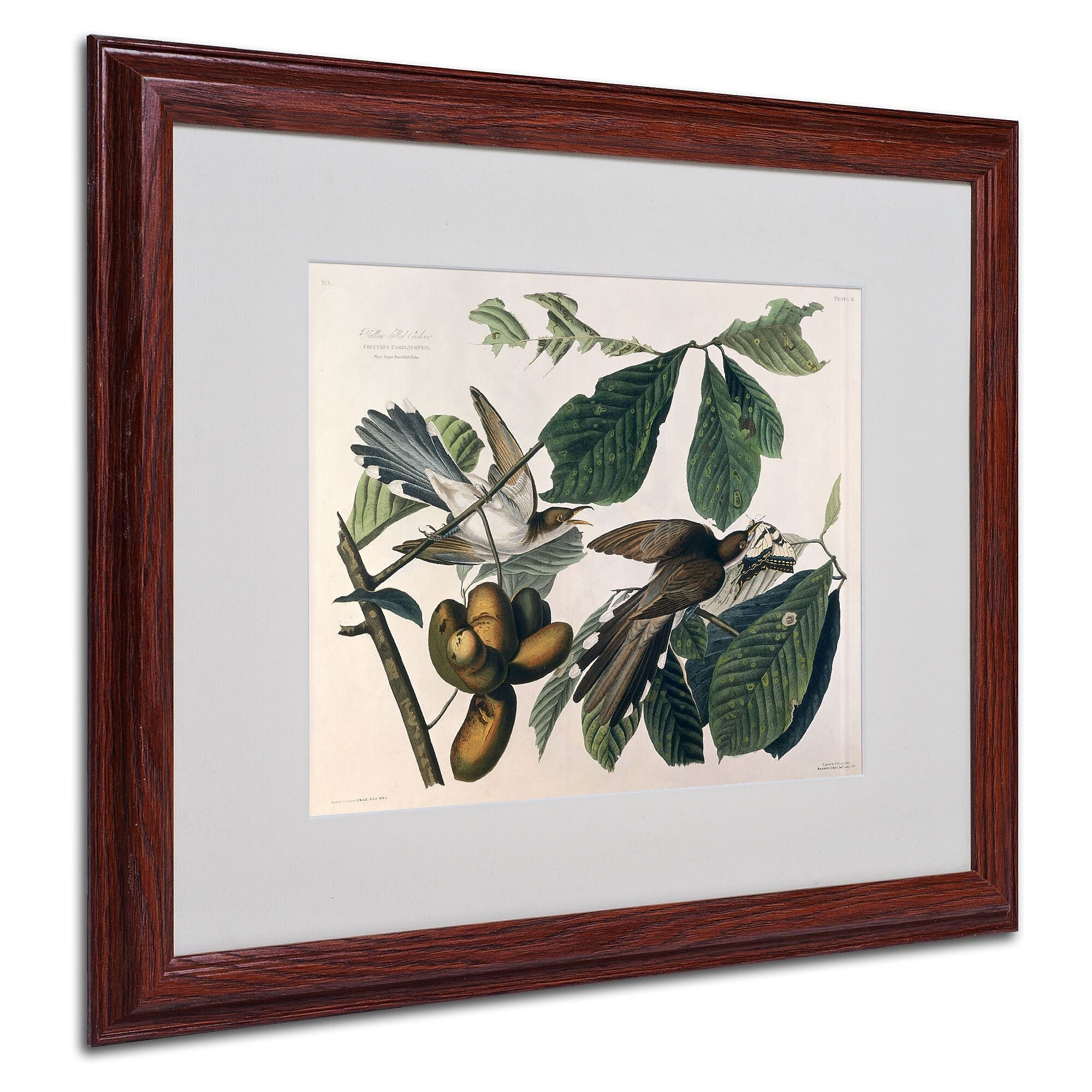 Trademark Fine Art 'Yellow-Billed Cuckoo' 16" x 20" Wood Frame Art