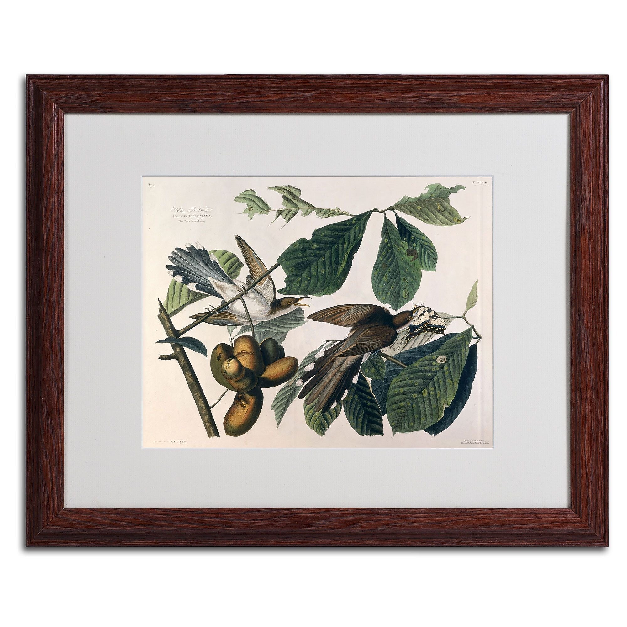 Trademark Fine Art 'Yellow-Billed Cuckoo' 16" x 20" Wood Frame Art