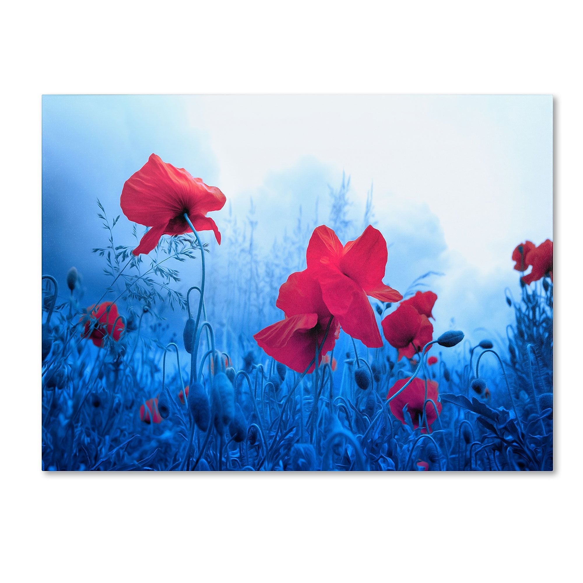 Trademark Fine Art 'Jam for Poppies' 16" x 24" Canvas Art