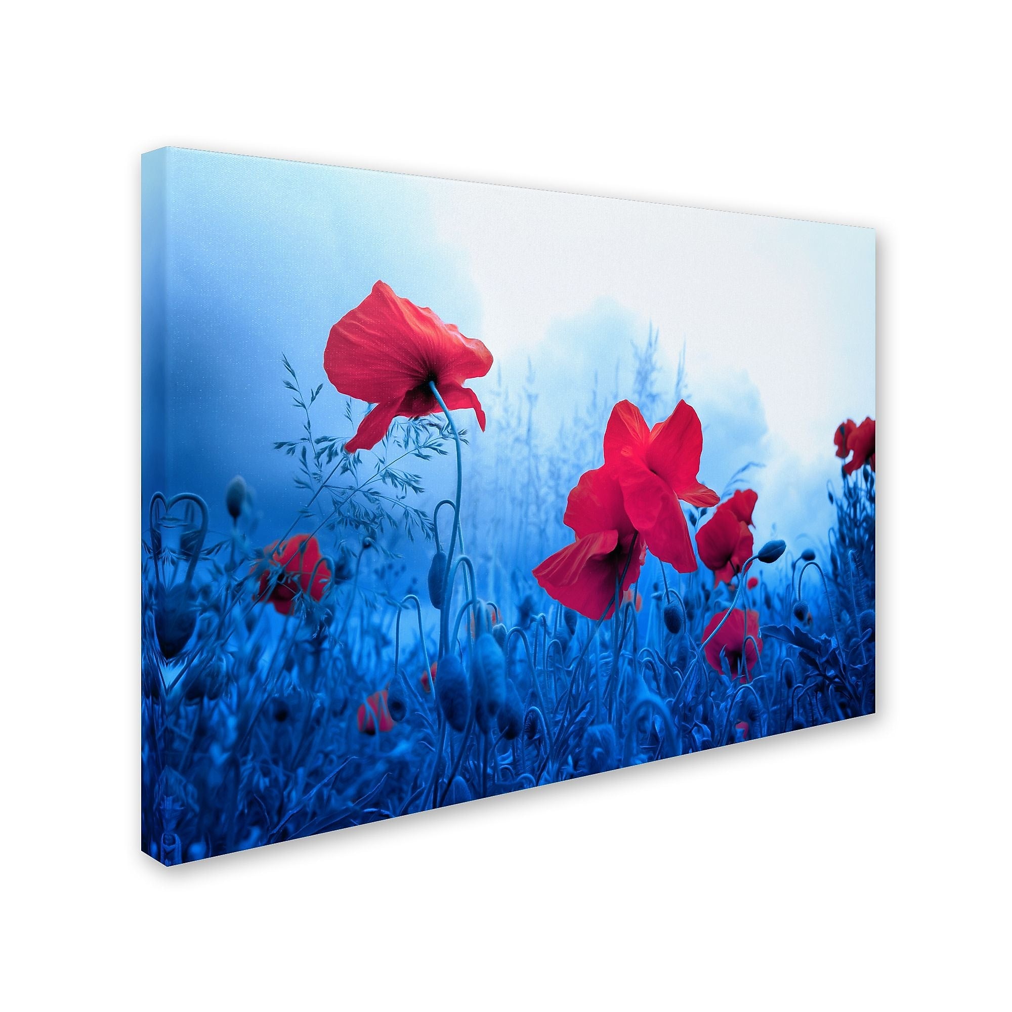 Trademark Fine Art 'Jam for Poppies' 16" x 24" Canvas Art