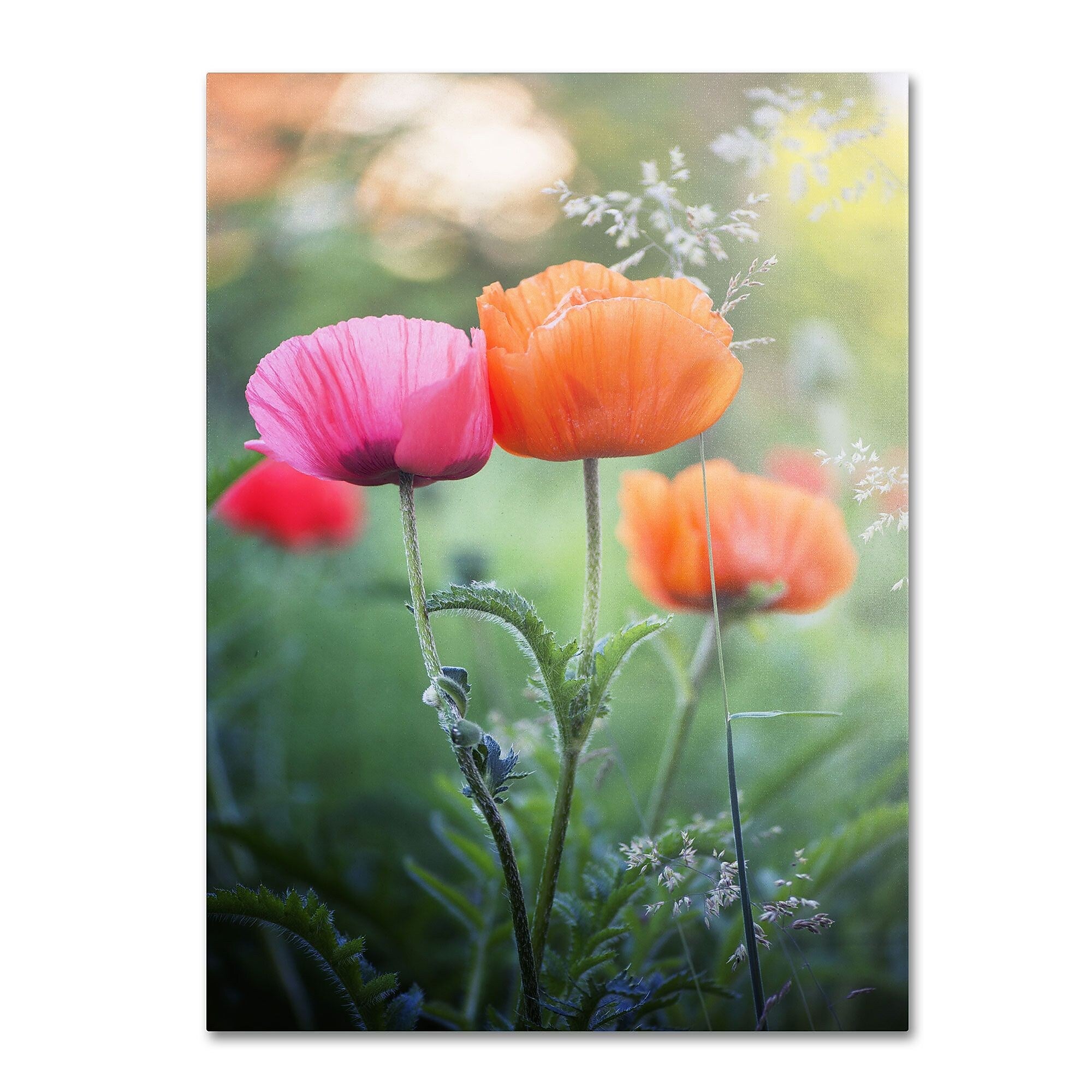 Trademark Fine Art 'Love Me Again' 16" x 24" Canvas Art