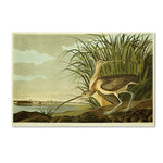 Trademark Fine Art 12" x 19" Hidden Wooden Frame Long Billed Curlew