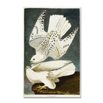 Trademark Fine Art 12" x 19" Hidden Wooden Frame Iceland or Jer Falcon