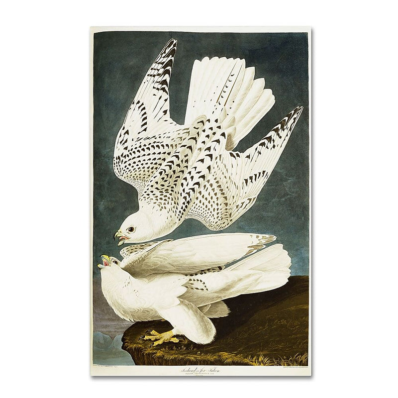 Trademark Fine Art 12" x 19" Hidden Wooden Frame Iceland or Jer Falcon