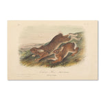 Trademark Fine Art 12" x 19" Wooden Frame Northen Hare