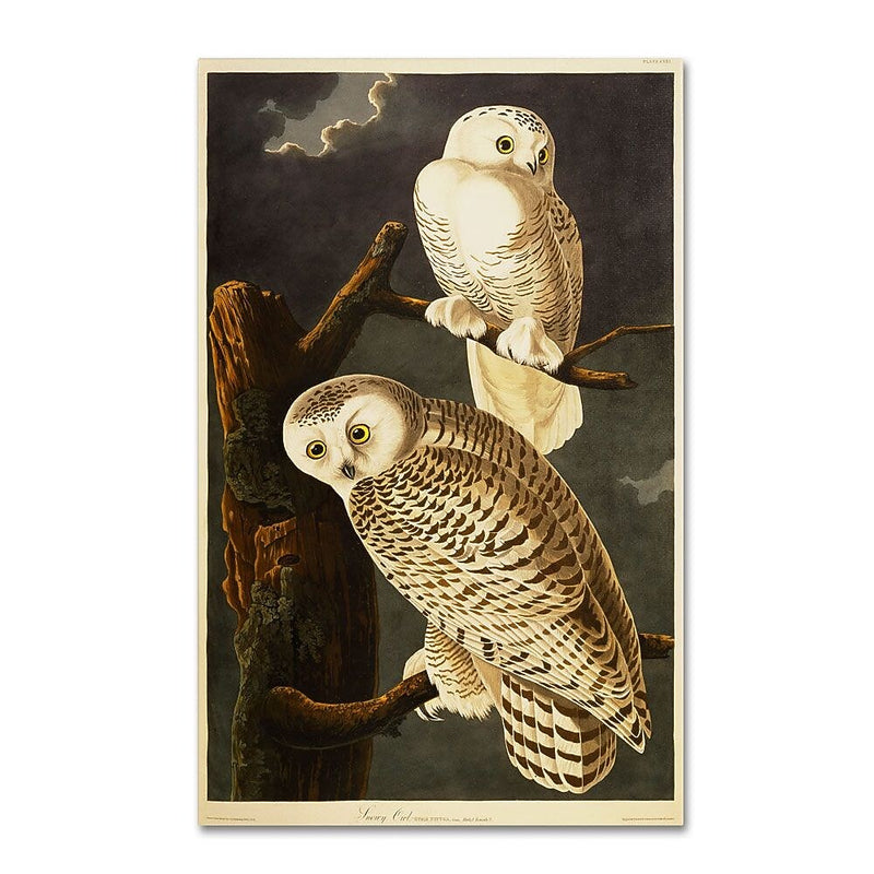 Trademark Fine Art 12" x 19" Hidden Wooden Frame Snowy Owl