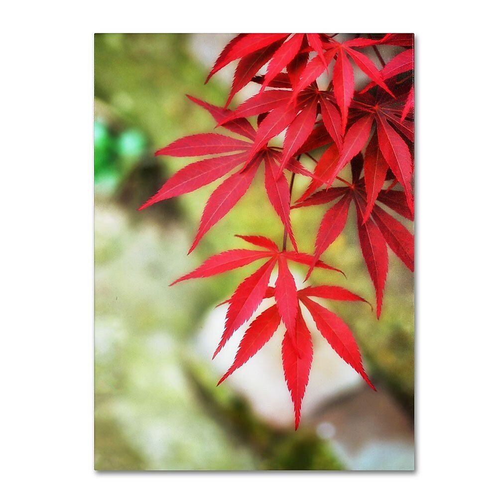 Trademark Fine Art 12" x 19" Hidden Wooden Frame Japanese Maple