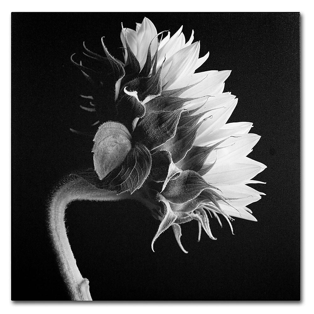 Trademark Fine Art 'Sunflower' 18" x 18" Canvas Art