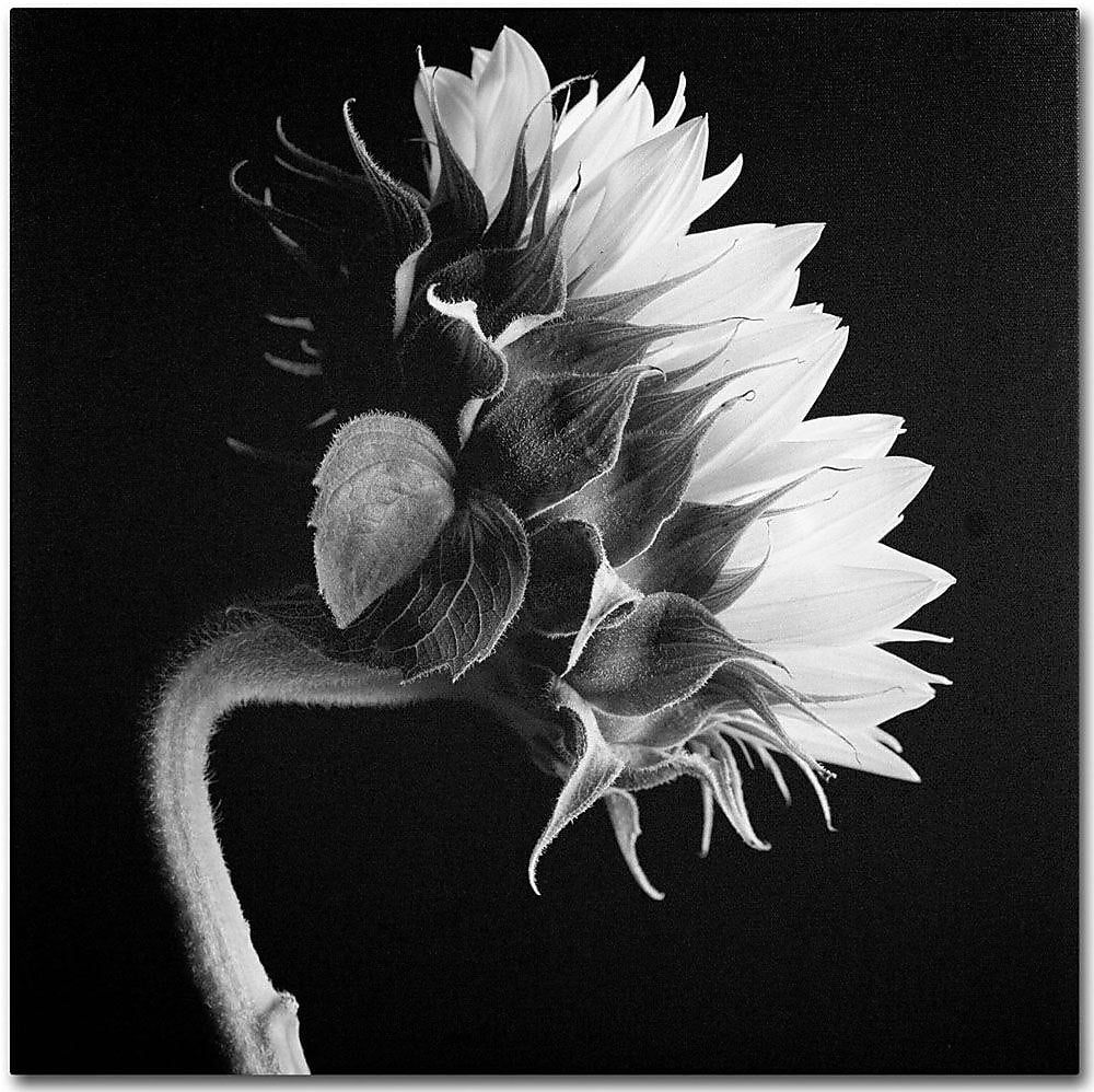 Trademark Fine Art 'Sunflower' 14" x 14" Canvas Art