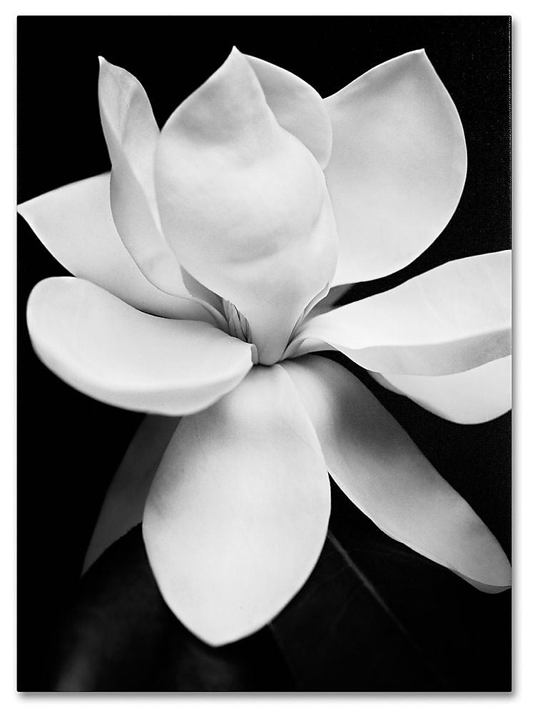 Trademark Fine Art 'Magnolia' 35" x 47" Canvas Art
