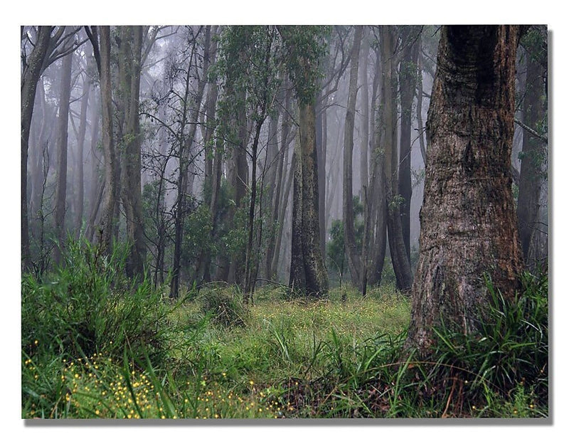 Trademark Fine Art Beata Czyzowska 'Land of OZ' Canvas Art 22 x 32 Inches