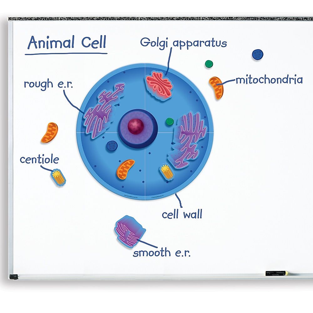 Learning Resources Giant Magnetic Animal Cell, 12/Set (LER6039)