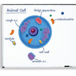 Learning Resources Giant Magnetic Animal Cell, 12/Set (LER6039)