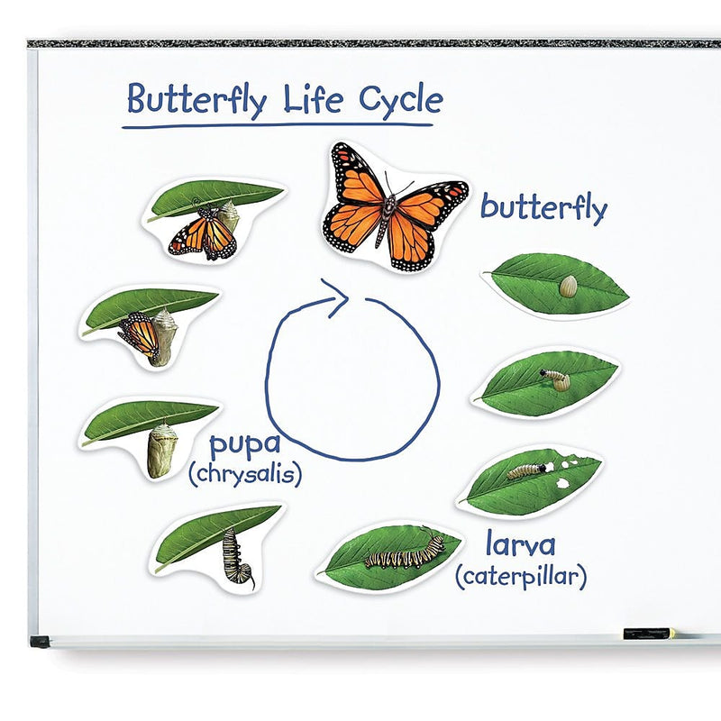 Learning Resources Giant Magnetic Butterfly Life Cycle (LER6043)