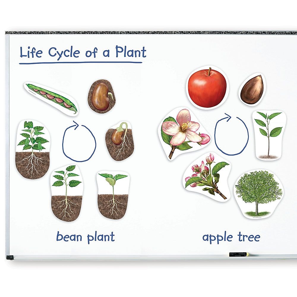 Learning Resources Giant Magnetic Plant Life Cycles (LER6045)