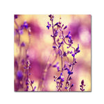 Trademark Fine Art BC0145-C1414GG "Summer Melodies" by Beata Czyzowska Young 14" x 14" Frameless Art