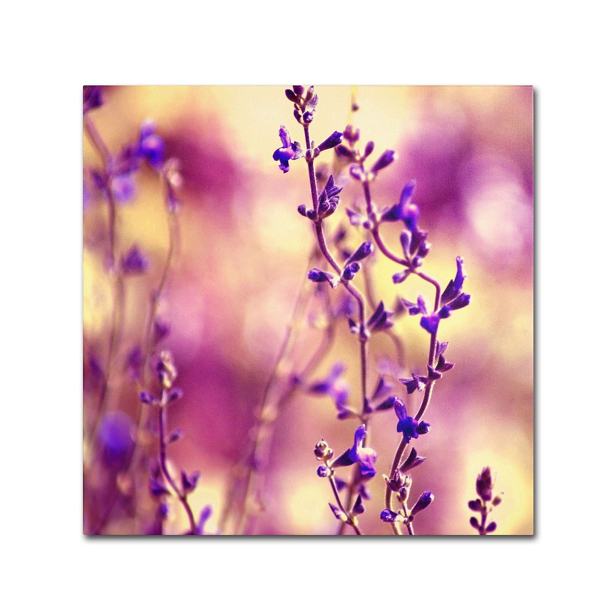 Trademark Fine Art BC0145-C1414GG "Summer Melodies" by Beata Czyzowska Young 14" x 14" Frameless Art