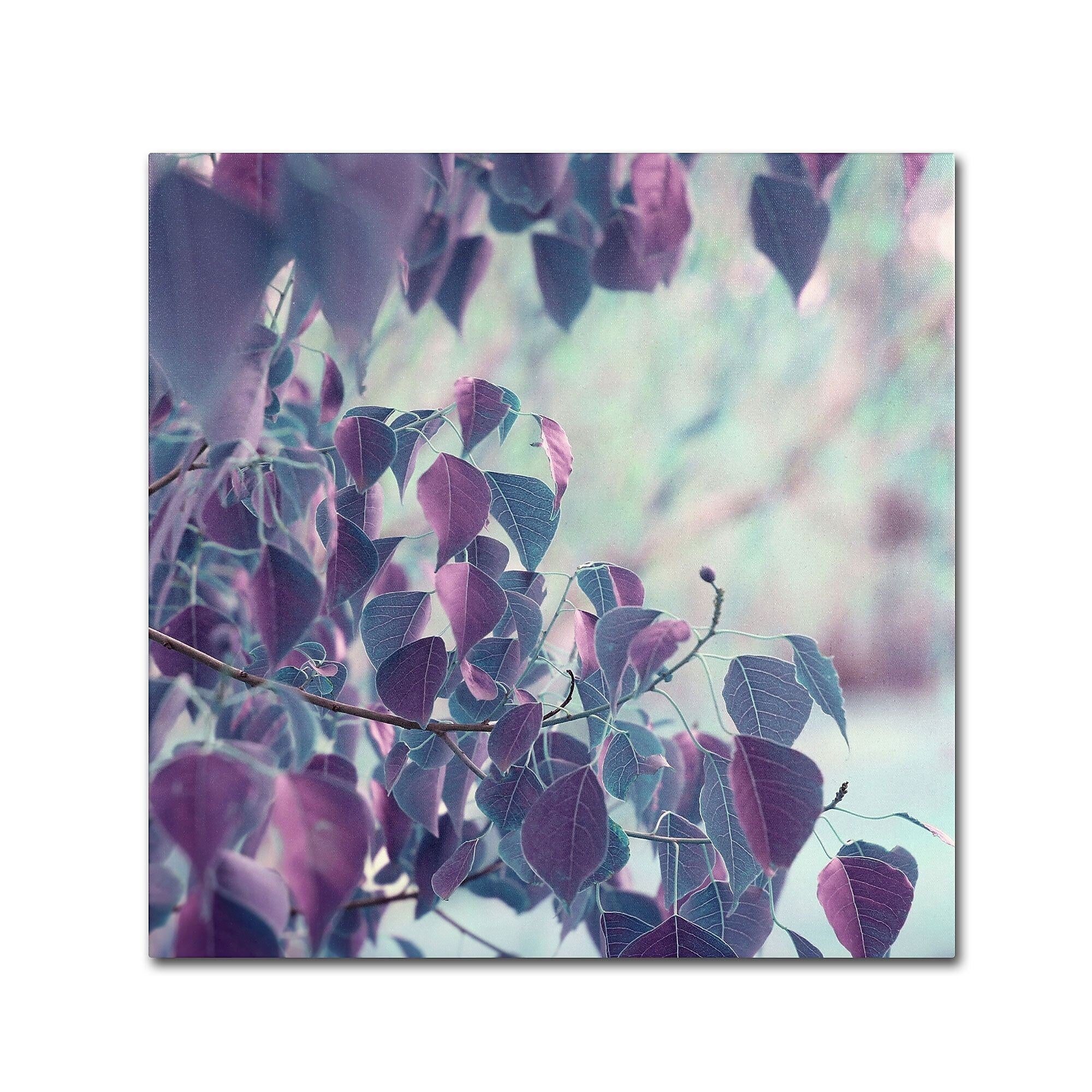 Trademark Fine Art BC0146-C2424GG "Summer Thoughts" by Beata Czyzowska Young 24" x 24" Frameless Art