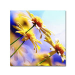 Trademark Fine Art BC0147-C2424GG "Sunny Days" by Beata Czyzowska Young 24" x 24" Frameless Art