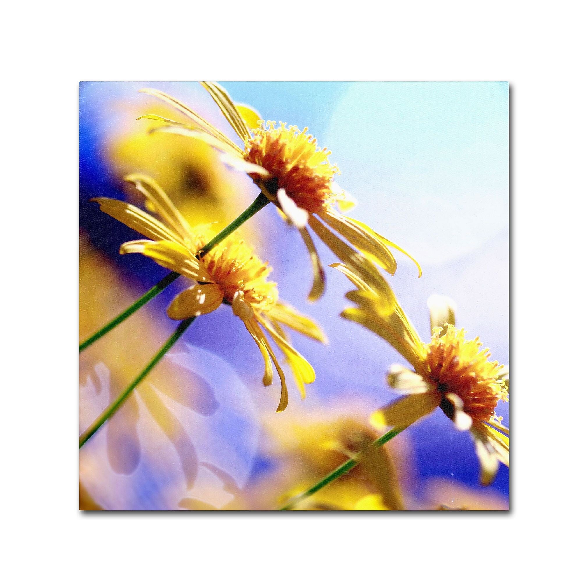 Trademark Fine Art BC0147-C2424GG "Sunny Days" by Beata Czyzowska Young 24" x 24" Frameless Art