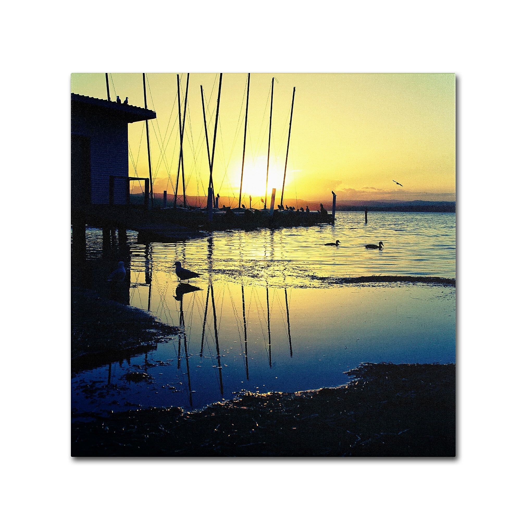 Trademark Fine Art BC0149-C1414GG Sunset Conversations by Beata Czyzowska Young 14x14 FRMLS Art