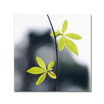Trademark Fine Art BC0153-C3535GG "Two of Us" by Beata Czyzowska Young 35" x 35" Frameless Art