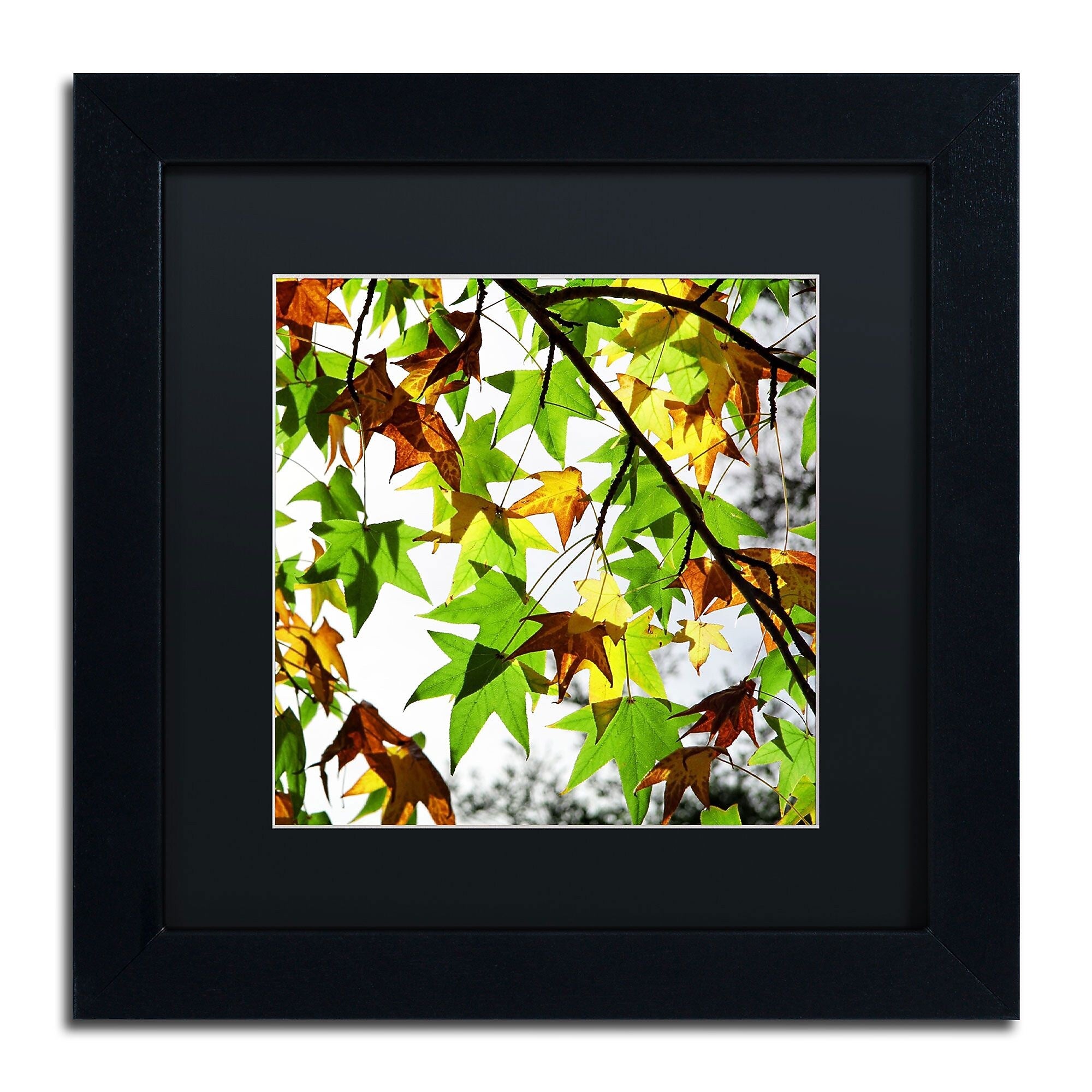 Trademark Fine Art BC0122-B1111BMF "First Signs" by Beata Czyzowska Young 11" x 11" FRM Art, BLK MTD