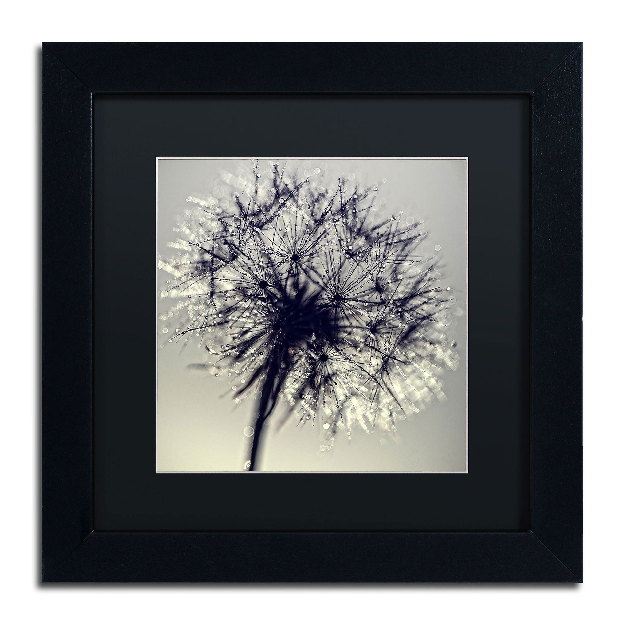 Trademark Fine Art Morning Sparkles by Beata Czyzowska Young 11Hx11W FRM Art, BLK MTD