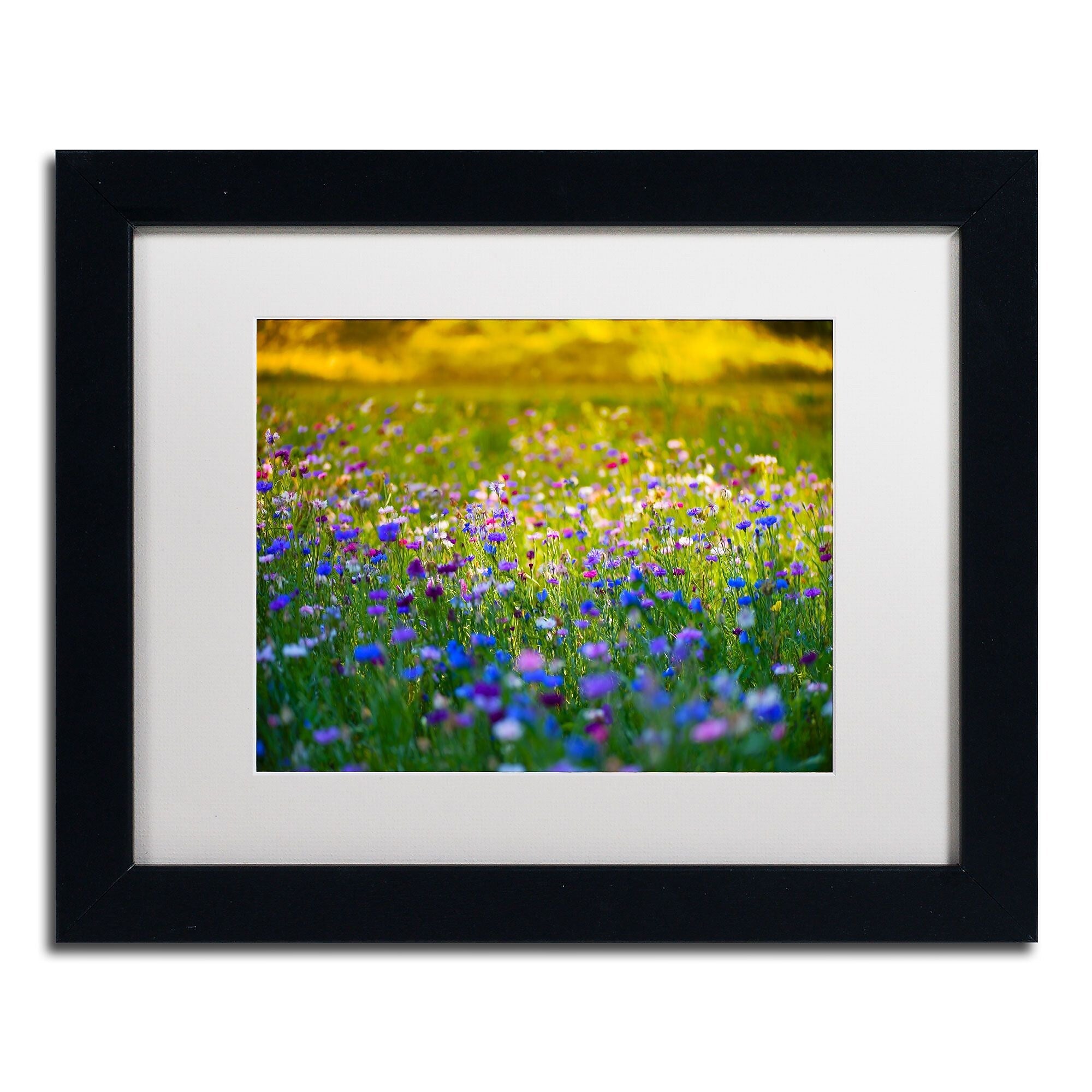 Trademark Fine Art PSL0332-B1114MF Candy Fields by Philippe Sainte-Laudy 11x14 FRM Art, WHT MTD