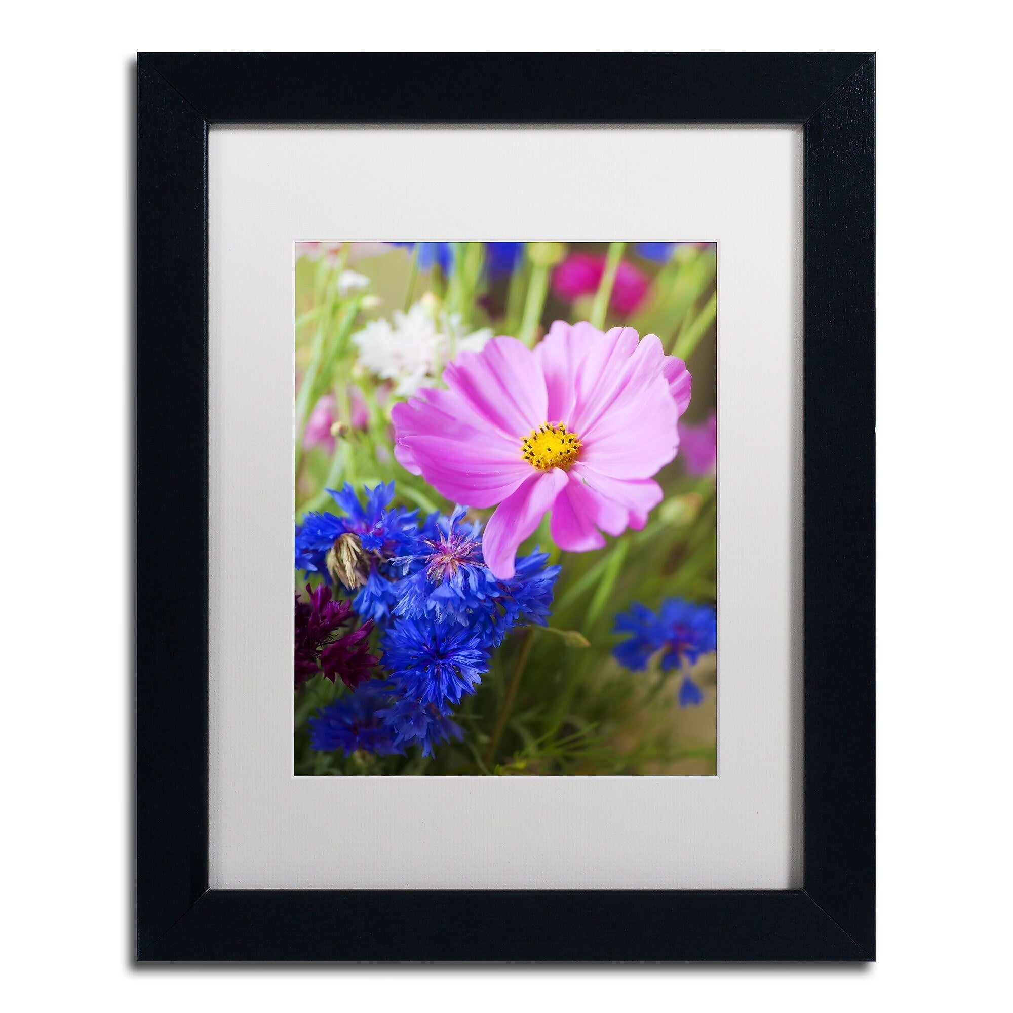 Trademark Fine Art PSL0333-B1114MF "Cosmo" by Philippe Sainte-Laudy 14" x 11" Framed Art, WHT MTD