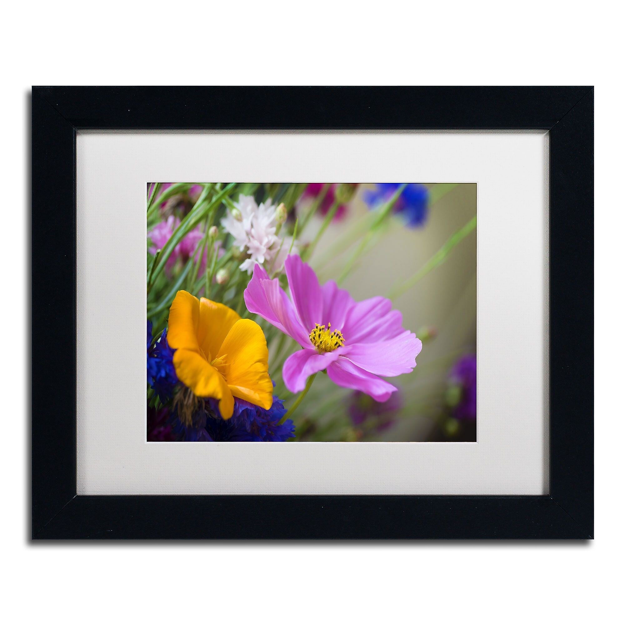Trademark Fine Art Cosmos of the Fields by Philippe Sainte-Laudy 11x14 FRM Art, WHT MTD (PSL0335-B1114MF)