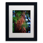 Trademark Fine Art PSL0306-B1114MF Giant Sequoia by Philippe Sainte-Laudy 11x14 FRM Art, WHT MTD