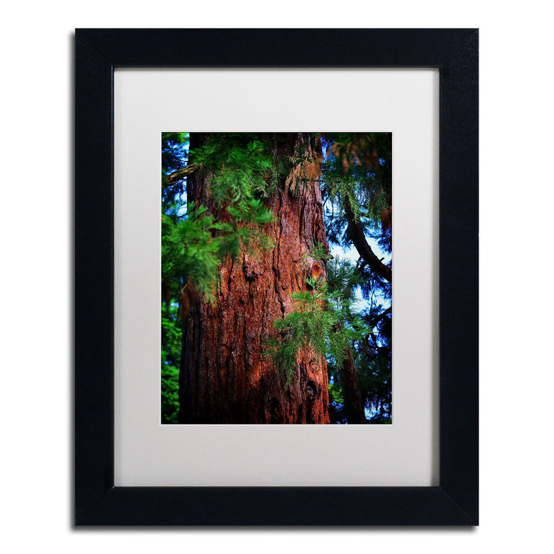 Trademark Fine Art PSL0306-B1114MF Giant Sequoia by Philippe Sainte-Laudy 11x14 FRM Art, WHT MTD
