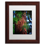 Trademark Fine Art PSL0306-W1114MF Giant Sequoia by Philippe Sainte-Laudy 11x14 FRM Art, WHT MTD