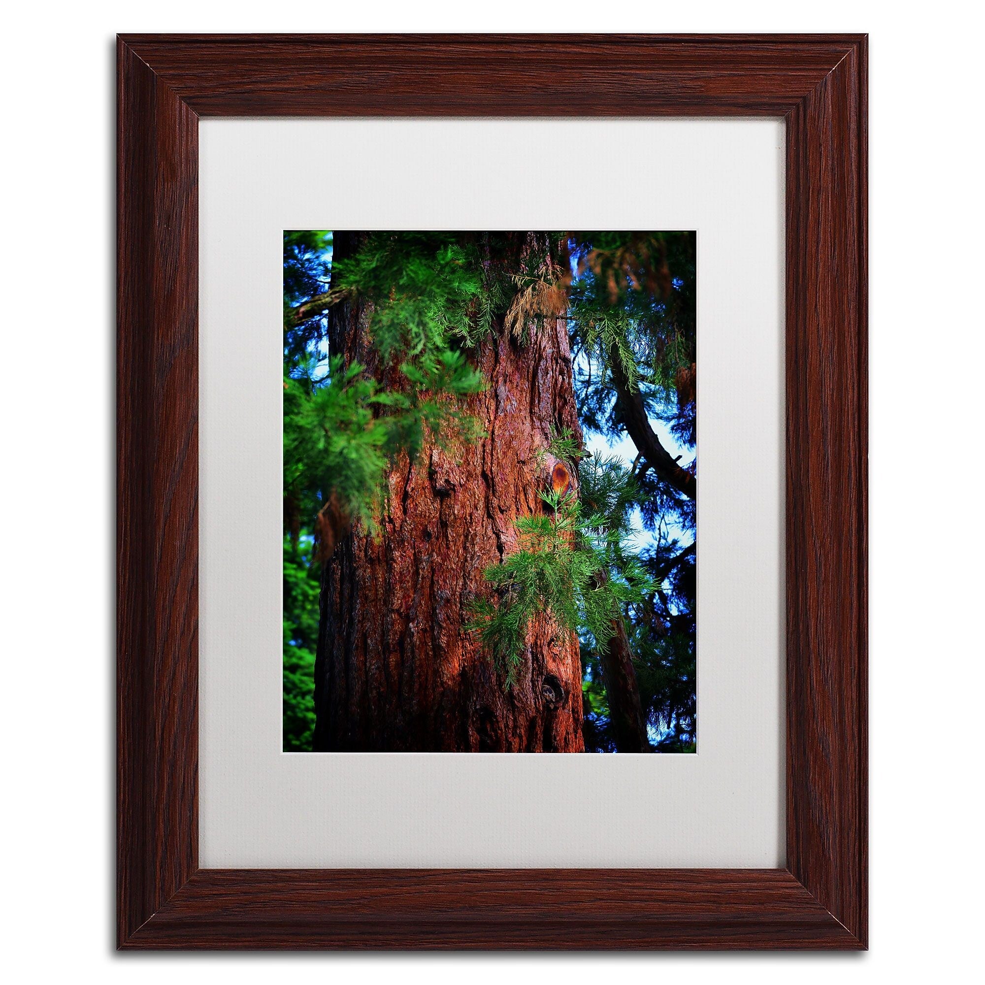 Trademark Fine Art PSL0306-W1114MF Giant Sequoia by Philippe Sainte-Laudy 11x14 FRM Art, WHT MTD