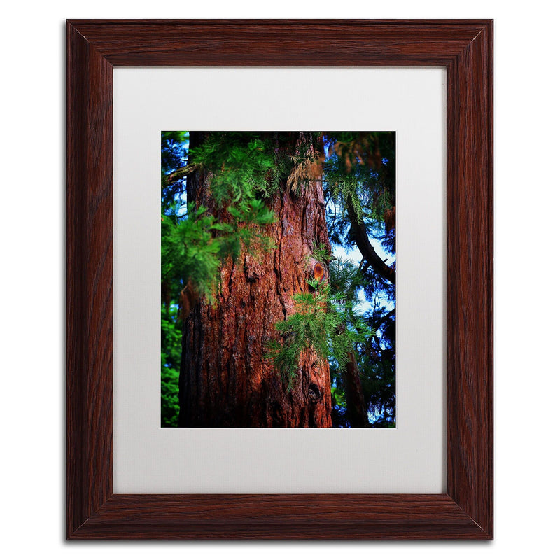 Trademark Fine Art PSL0306-W1114MF Giant Sequoia by Philippe Sainte-Laudy 11x14 FRM Art, WHT MTD