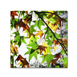Trademark Fine Art BC0122-C2424GG "First Signs" by Beata Czyzowska Young 24" x 24" Frameless Art