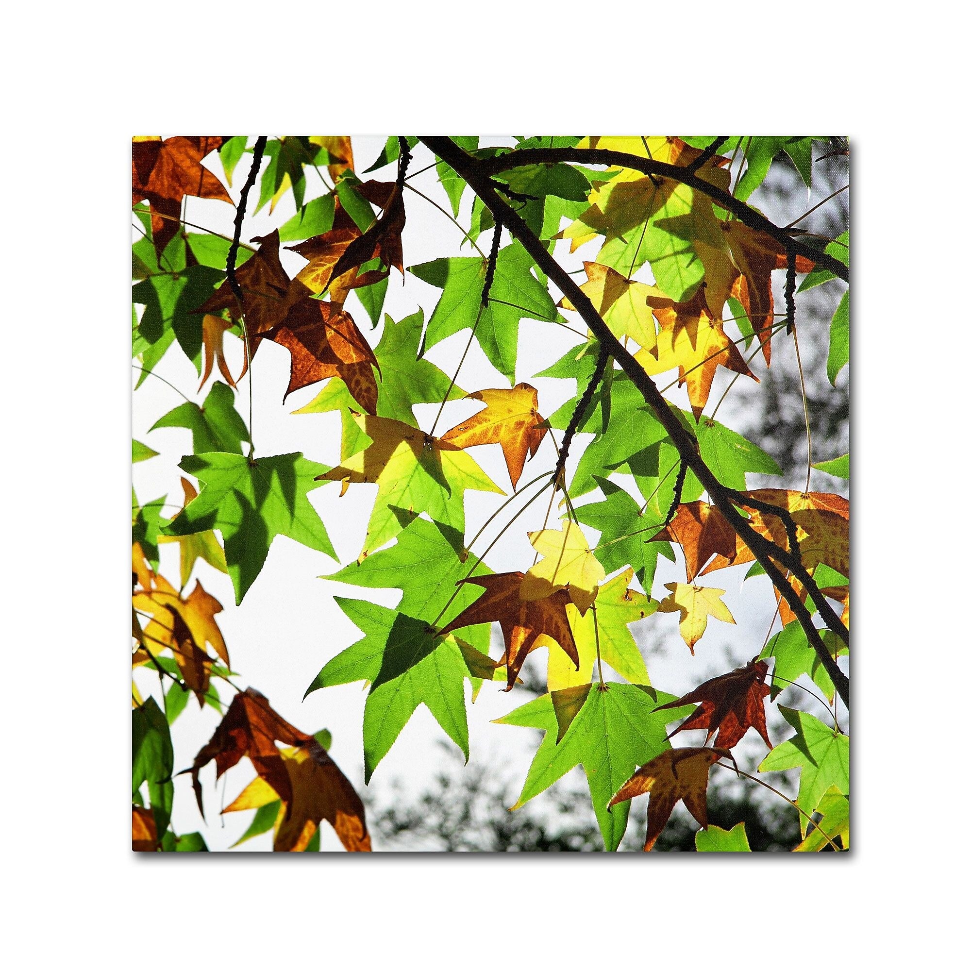 Trademark Fine Art BC0122-C2424GG "First Signs" by Beata Czyzowska Young 24" x 24" Frameless Art