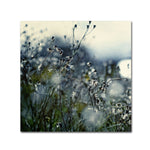 Trademark Fine Art BC0126-C3535GG "In Silence" by Beata Czyzowska Young 35" x 35" Frameless Art