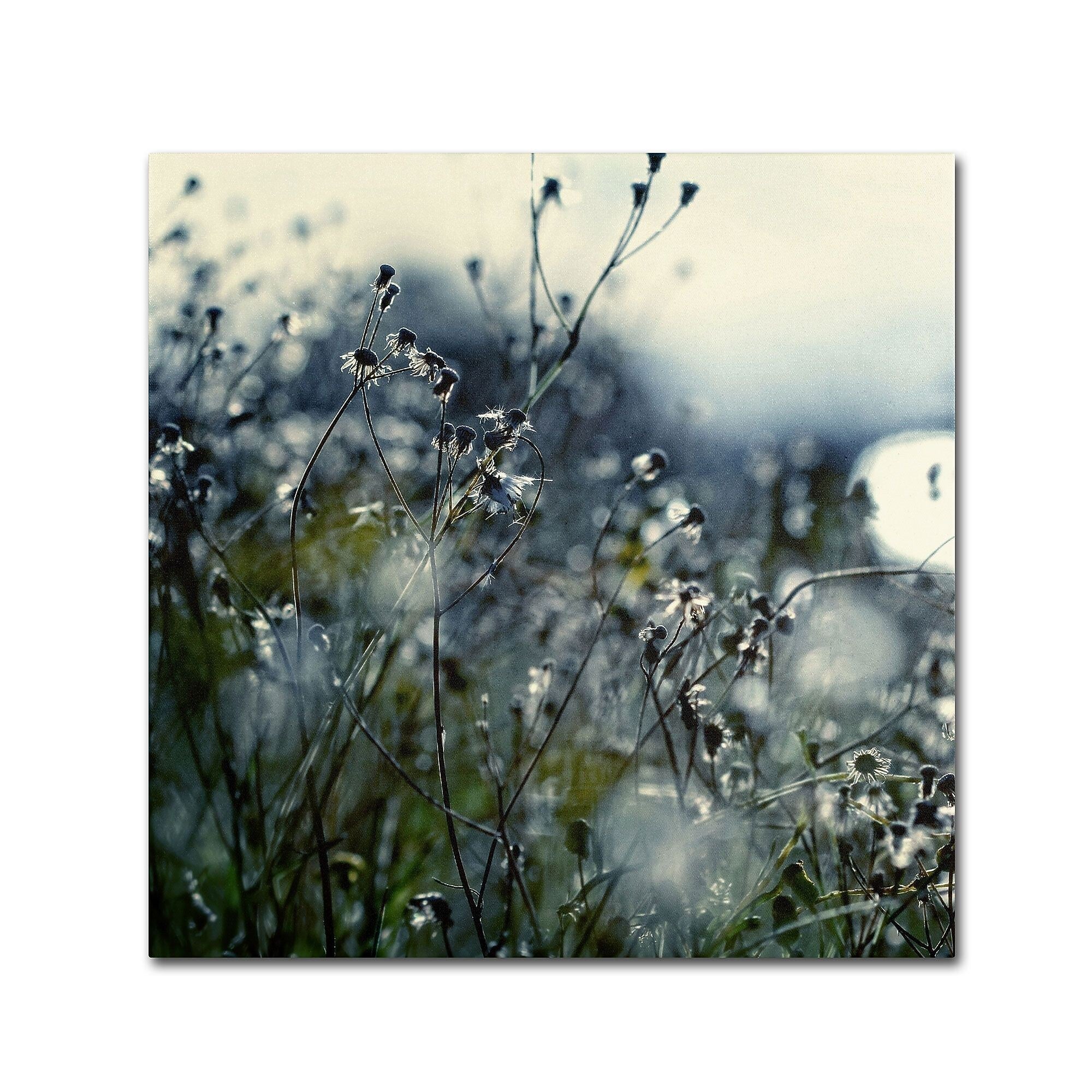 Trademark Fine Art BC0126-C3535GG "In Silence" by Beata Czyzowska Young 35" x 35" Frameless Art