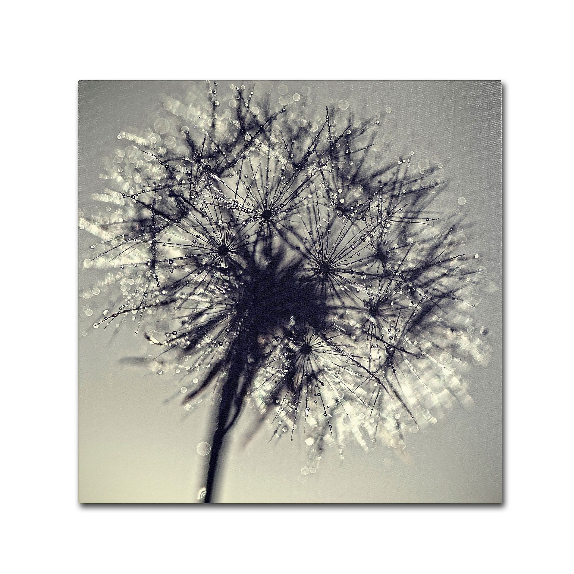 Trademark Fine Art BC0134-C2424GG "Morning Sparkles" by Beata Czyzowska Young 24" x 24" FRMLS Art