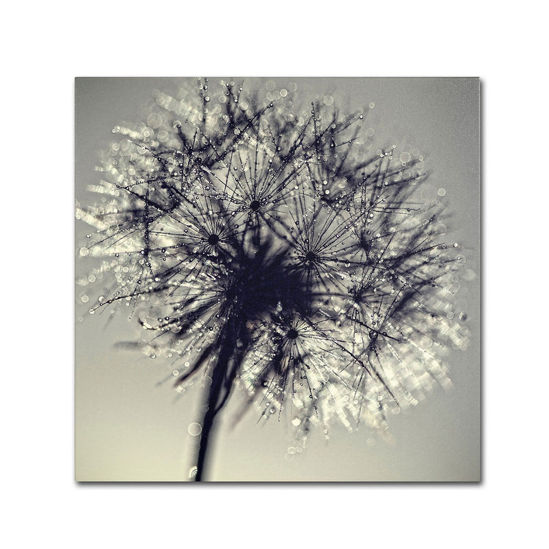 Trademark Fine Art BC0134-C2424GG "Morning Sparkles" by Beata Czyzowska Young 24" x 24" FRMLS Art