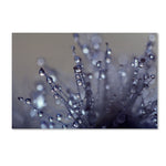 Trademark Fine Art BC0120-C3047GG "Evening Jewels" by Beata Czyzowska Young 30" x 47" Frameless Art