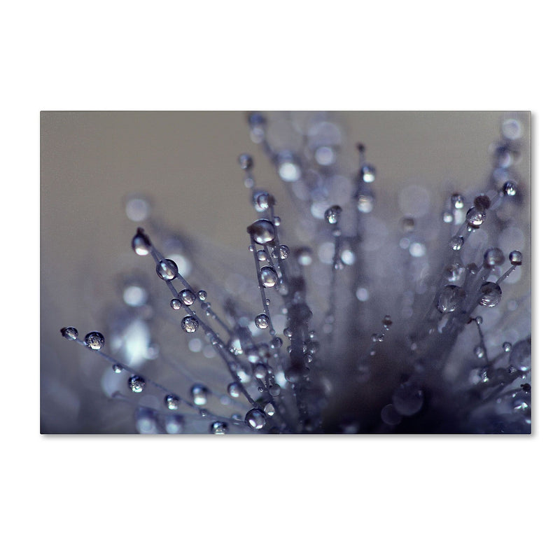 Trademark Fine Art BC0120-C3047GG "Evening Jewels" by Beata Czyzowska Young 30" x 47" Frameless Art